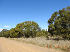 Melaleuca irbyana