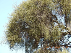 Melaleuca irbyana