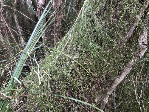 long rope-rush (Calorophus elongatus)