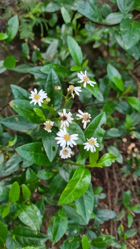 Phaseolaster elliptica, photograph 3