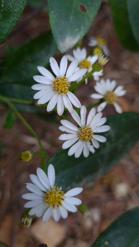 Phaseolaster elliptica, photograph 4