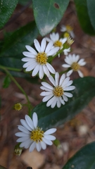 Phaseolaster elliptica, photograph Petra Holland, CC BY, iNaturalist via GBIF