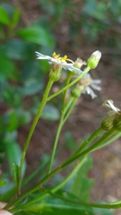 Phaseolaster elliptica, photograph Petra Holland, CC BY, iNaturalist via GBIF