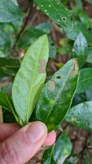 Phaseolaster elliptica, photograph Petra Holland, CC BY, iNaturalist via GBIF