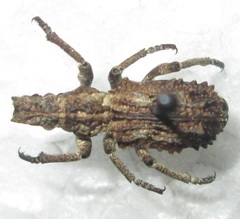 Microcerus