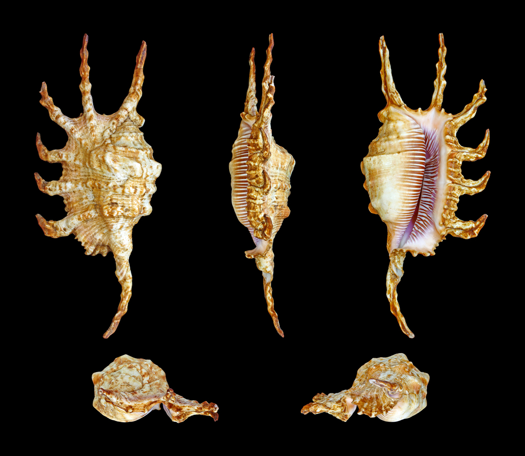 scorpion spider conch