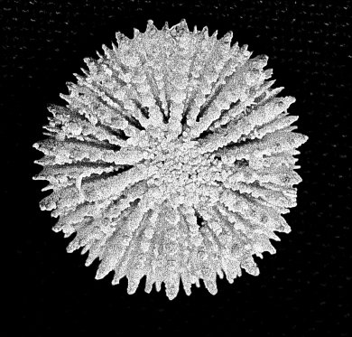 Anthemiphyllia