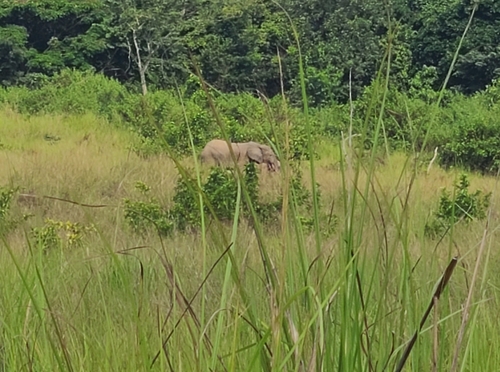 Forest Elephant