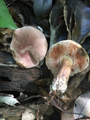 Tylopilus