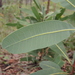 Buchanania obovata - Photo (c) coenobita, algunos derechos reservados (CC BY), subido por coenobita