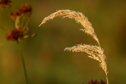 Agrostis lachnantha iNat (1)