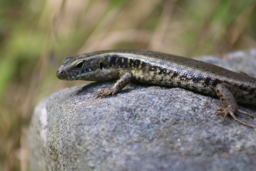 Eastern Water Skink, Eulamprus quoyii