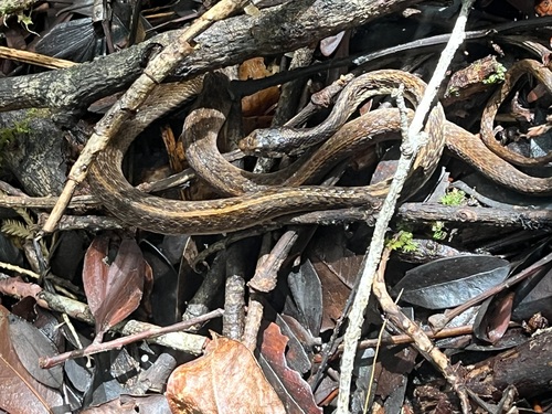 Photo of a White-lined Water Snake (Rhabdophis auriculatus)