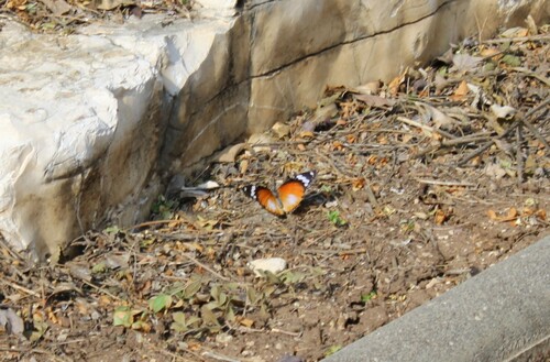 Photo of Danaid Eggfly (Hypolimnas misippus)
