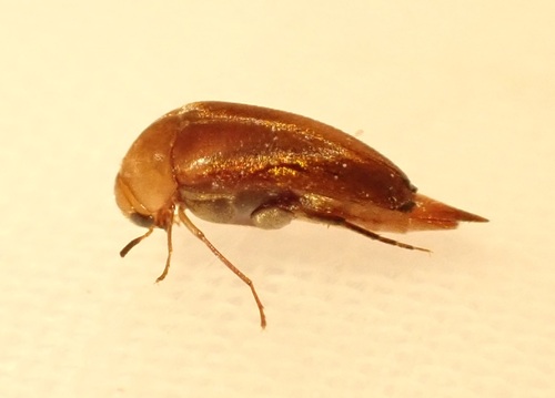 género Tolidopalpus · NaturaLista Colombia