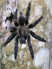 Psalmopoeus