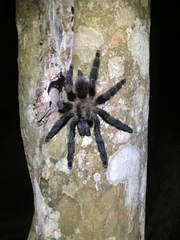 Psalmopoeus