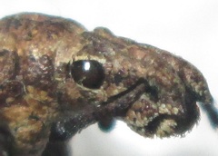 Microcerus
