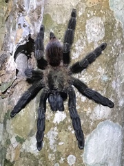 Psalmopoeus