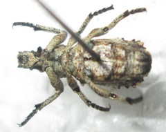 Microcerus