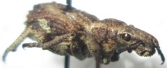 Microcerus