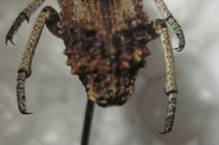 Microcerus