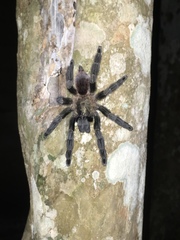Psalmopoeus
