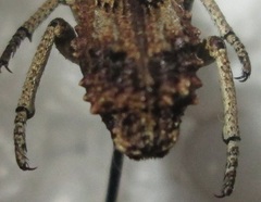 Microcerus