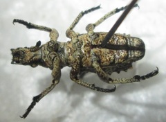 Microcerus