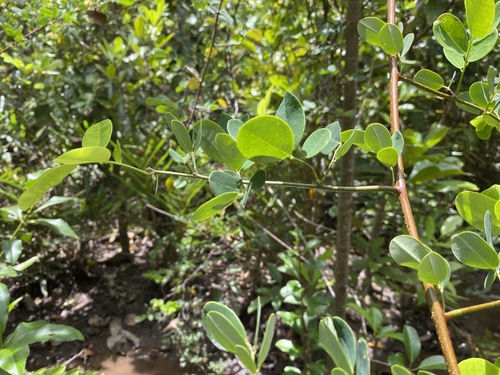 Dalbergia candenatensis observed 2023-03-03