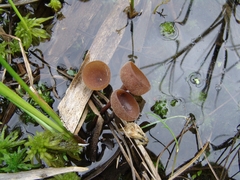 Myriosclerotinia