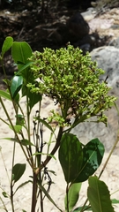 Syzygium sakalavarum image