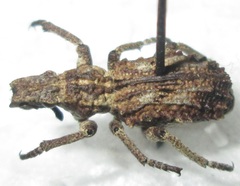 Microcerus