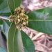 Abrahamia oblongifolia - Photo (c) geodain, μερικά δικαιώματα διατηρούνται (CC BY-NC), uploaded by geodain