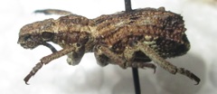 Microcerus