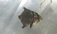 Monodactylus argenteus