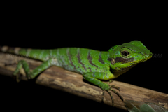 Calotes pethiyagodai