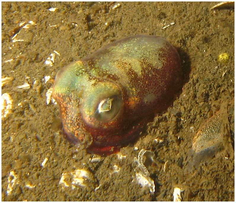 North Pacific bobtail squid