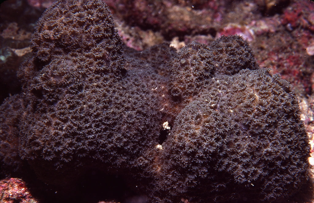 Goniopora tenella