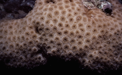 crust coral