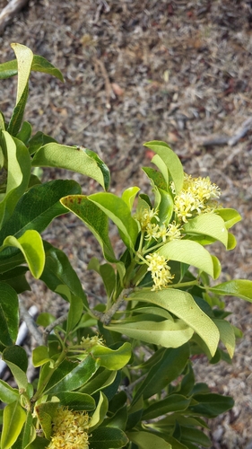 Pittosporum viridiflorum image