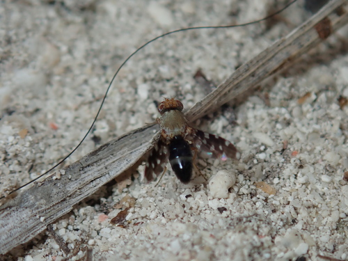Actocetor indicus