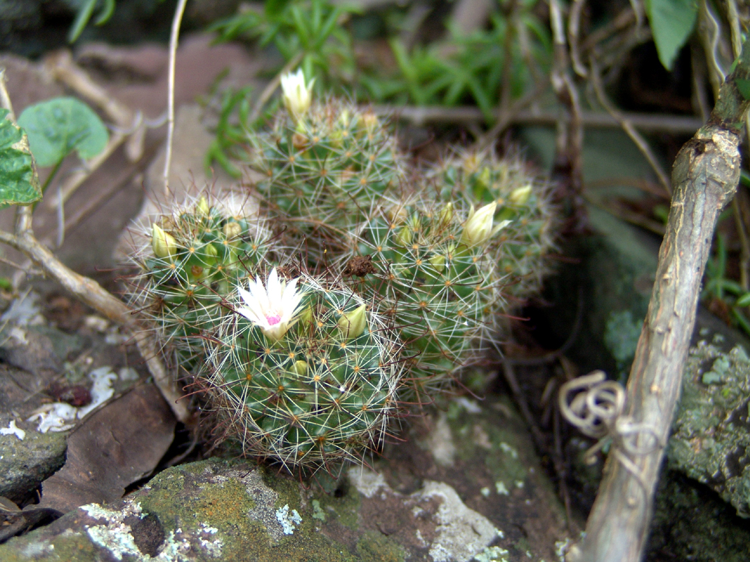 Mammillaria mathildae
