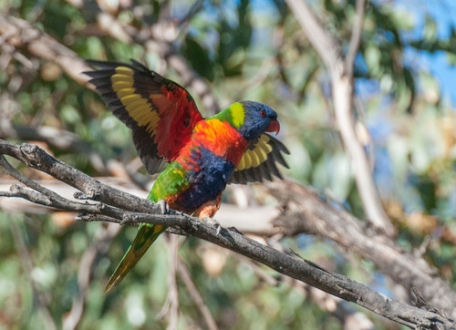 Rainbow Lorikeet, photo 2 of 10