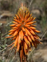 Aloe pratensis