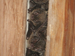 Barbastella barbastellus