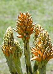 Aloe polyphylla image