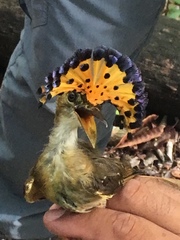 Onychorhynchus coronatus