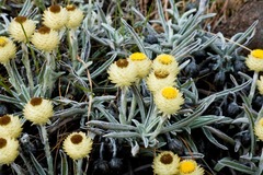 Helichrysum swynnertonii