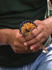 Onychorhynchus coronatus